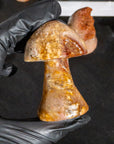 Ágata Pulida en Forma de Hongo | Mineral de Colección